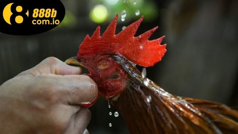 Đá Gà 888b Có Hợp Pháp Không - Pháp Lý Và Lợi Ích Khi Chơi 4 Lợi ích không ngờ tới của việc chơi đá gà 888b một cách hợp pháp