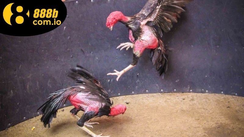 Đá Gà Thomo Hôm Nay - Cập Nhật Lịch Trình Và Bí Quyết Thắng 2 Lịch trình trận đấu đá gà Thomo hôm nay và cách theo dõi trực tiếp