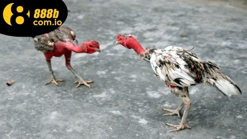 Đá Gà Thomo Hôm Nay - Cập Nhật Lịch Trình Và Bí Quyết Thắng 3 Chiến thuật trong đá gà Thomo hôm nay và cách chọn gà chiến thắng